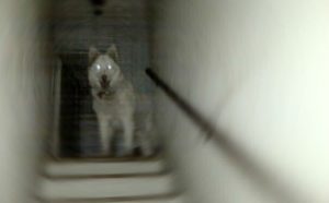 7 historias de mascotas fantasmas que volvieron para ver a sus dueños