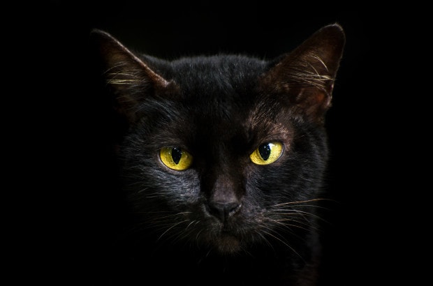Closeup Portrait Black Cat The Face In Front Of Eyes Is Yellow. Halloween Black Cat Black Background